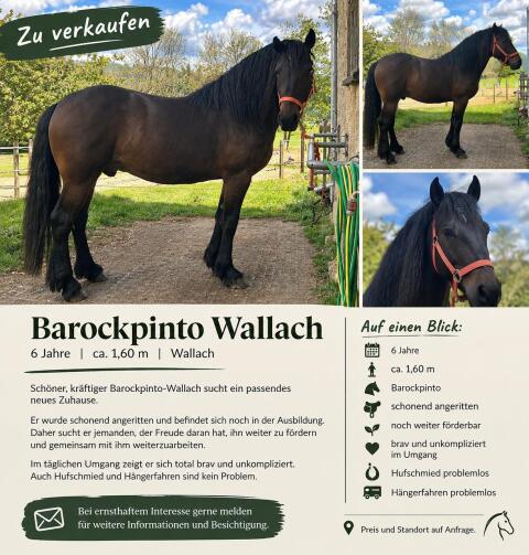 Barockpinto Wallach