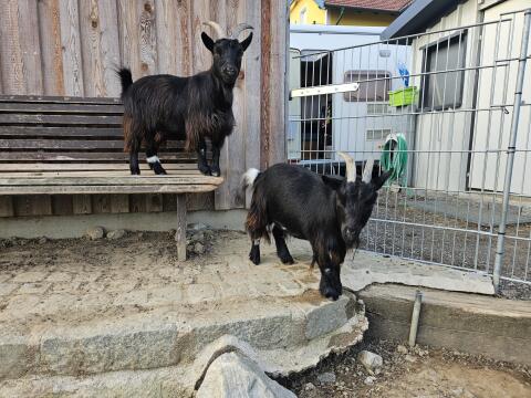 Mini-Zwergziegen