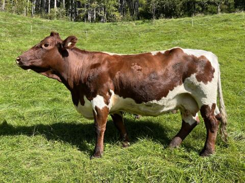 Verkaufe trächtige Original Pinzgauer Kuh mit Kalb