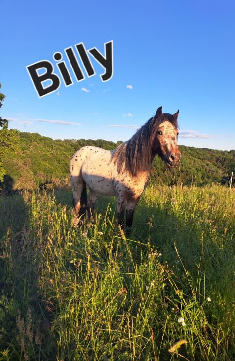 Appaloosa-Pony