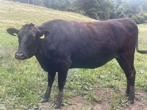 Bio-Wagyu Mutterkühe Herdbuch
