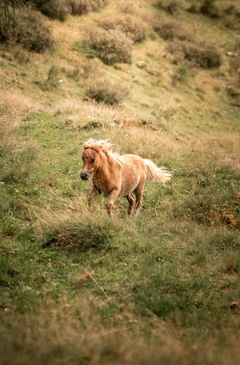 Minishetlandpony