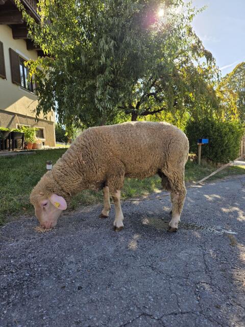 Merino-Widder