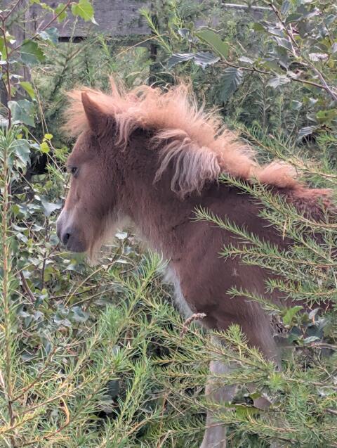 Mini-Shetty-Pony Hengstfohlen, geb. 05/26