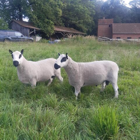 Kerry Hill Herdbuch