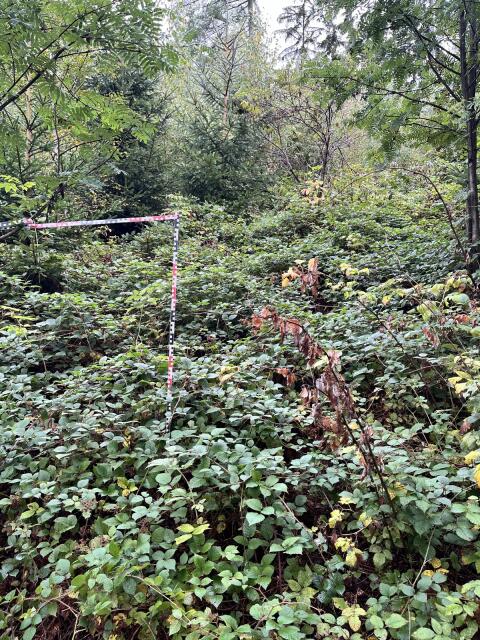 Mulchraupe Hochgrasmäher K120