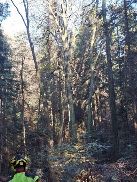 Wald zum Kauf gesucht