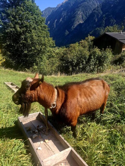 Verkaufe GGZ-Bock