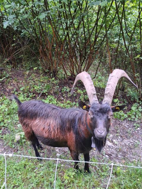 Aosta-Bock