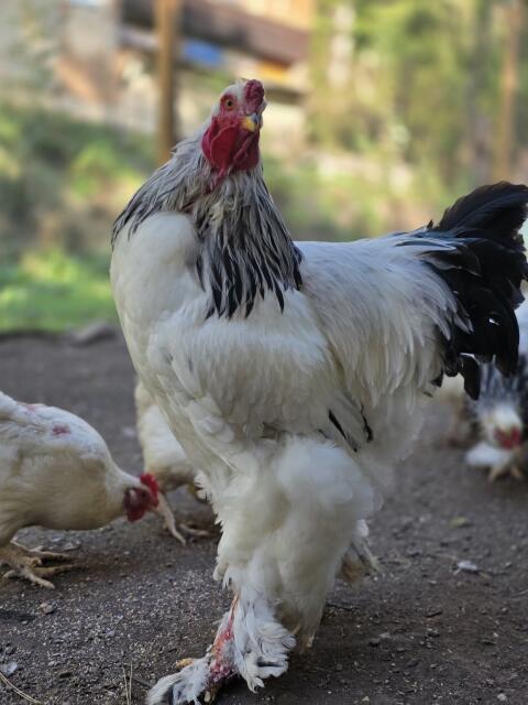 Brahma-Hahn