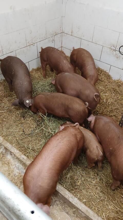 Duroc-Ferkel