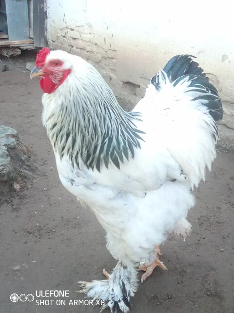 Suche: Brahma-Hahn, weiß-schwarz Columbia