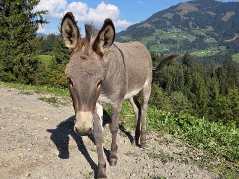 Eselstute