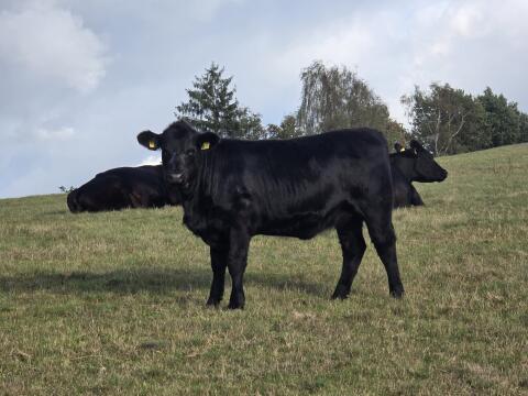 Bio Aberdeen Angus Absetzer weiblich HB