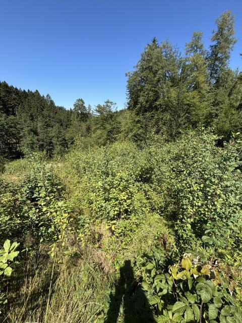 Waldgrundstück in 94.354 Haselbach günstig zu verkaufen