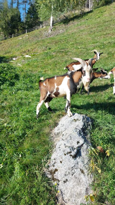 HB Tauernscheckenbock