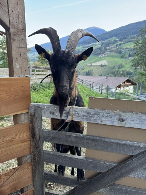 GGZ Ziegenbock