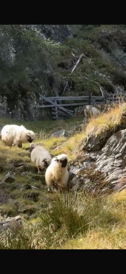 Walliser Schafe zu verkaufen