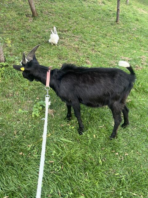 Tauernscheckenbock