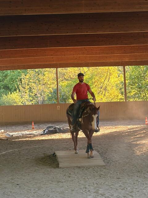 Schöner und lieber 3-jähriger Paint Horse Wallach zu verkaufen