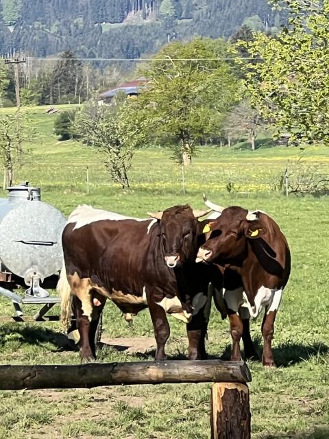 Suche Pinzgauer Stierkalb