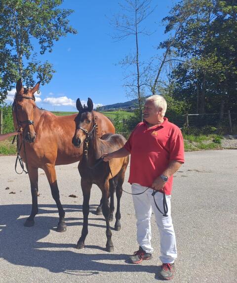 Lamira, österr. Warmblutstute
