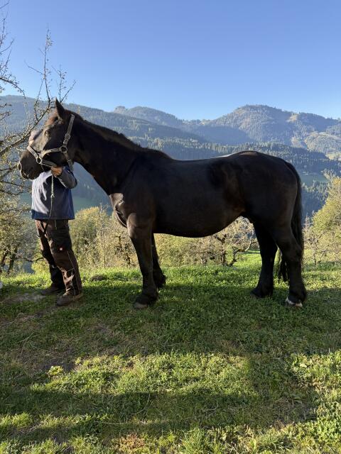 Stella-Lady, Noriker Stute