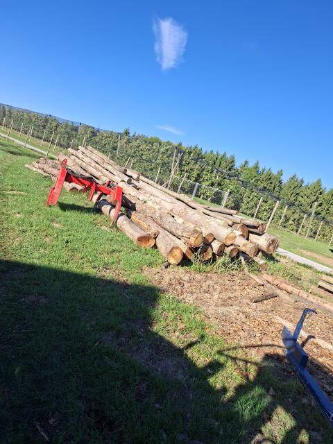 Buchenholz