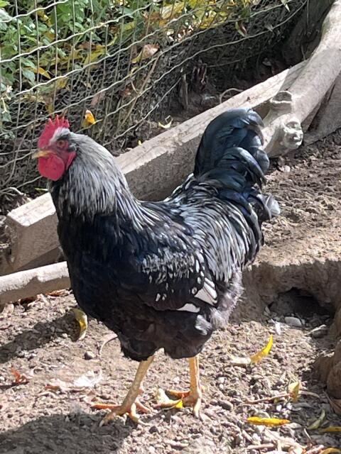 Barnevelder Hahn