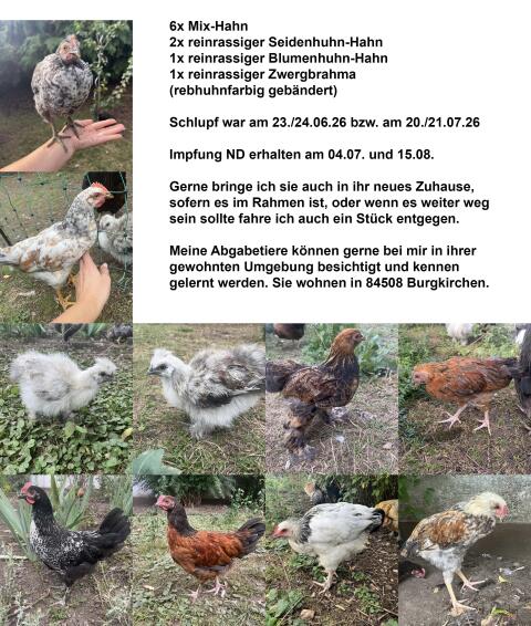 Hahn, Huhn, Henne, Hühner, Küken