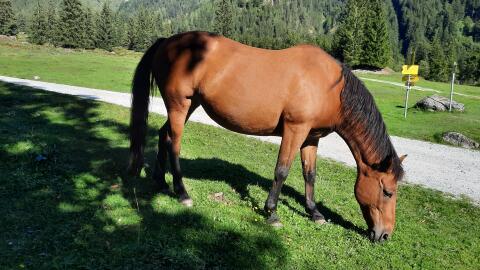Haflinger x Englisches Vollblut