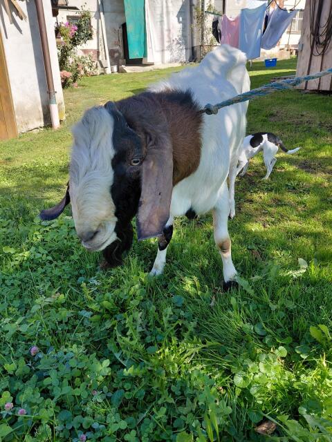 Bio Angio Nubier Ziegenbock „Nelson“
