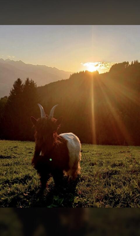 Walliser Ziegenbock