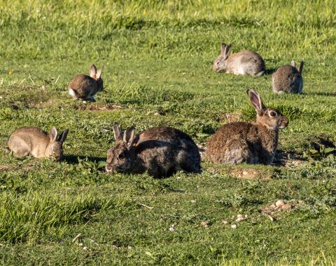 Windkaninchen, Europäisches Wildkaninchen