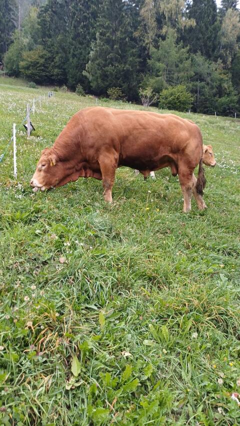 Limousin-Stier