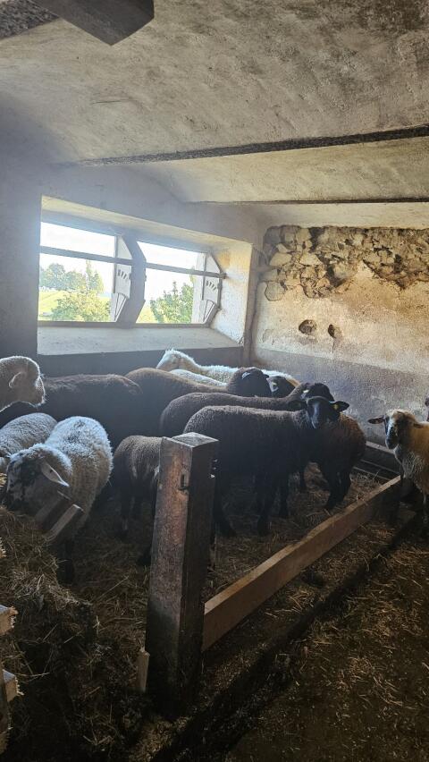 Schafherde zu verkaufen