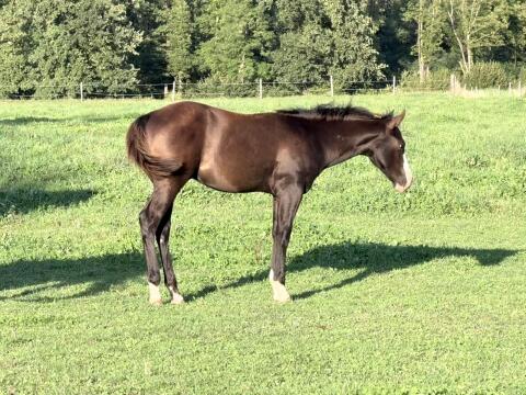 Quarter Horse Hengstfohlen
