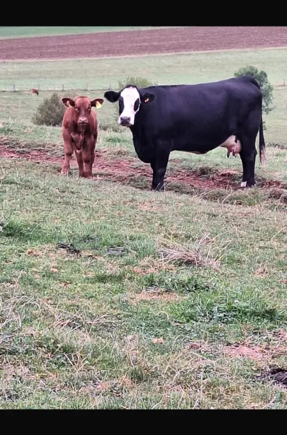 Bio Mutterkuh und Stierkalb