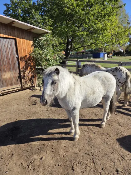 Pony