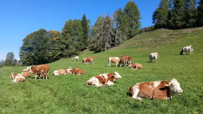 Bio Kalbinnen hochträchtig
