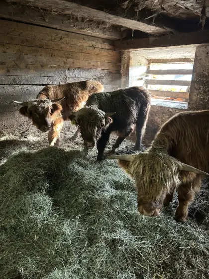 Schottische Hochlandrinder zu verkaufen, 3 Stk., Stier, ein Jahr