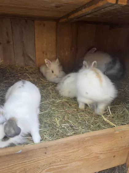 Löwenkopfzwergkaninchen