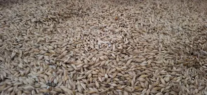 Bio-Triticale