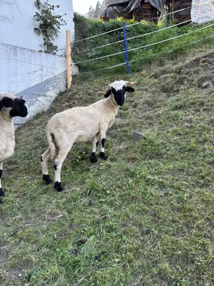 Walliser Schwarznasen-Kälber