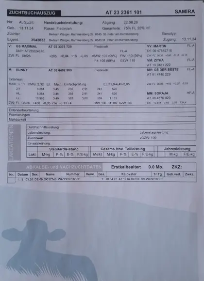 Verkaufe trächtige Kalbin