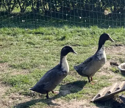 Enten