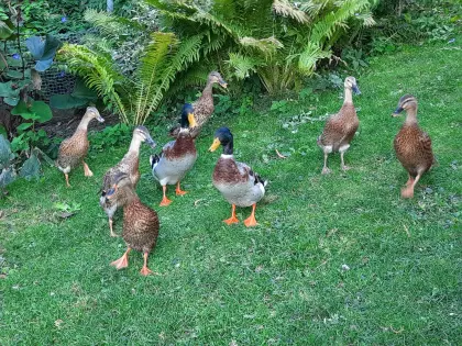 Laufenten abzugeben, 1x Erpel, 1x Ente
