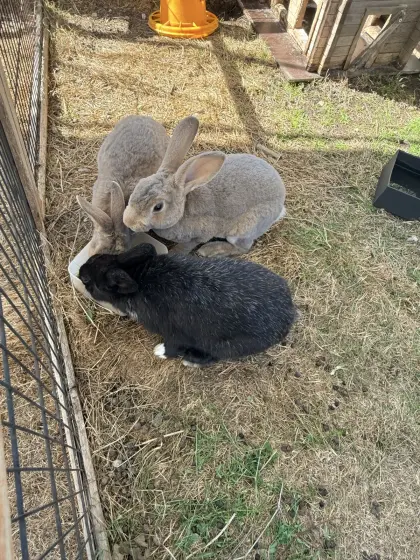 Kleinrexe und Zwergkaninchen