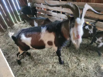 Verkaufe Ziegenbock