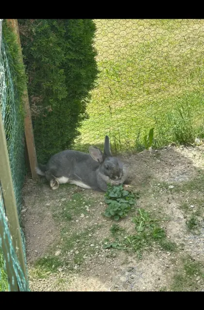 Hasen